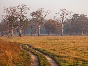 Eine Grasebene im Bardia Nationalpark, vereinzelt mit Asiatischen Kapokbäumen bewachsen