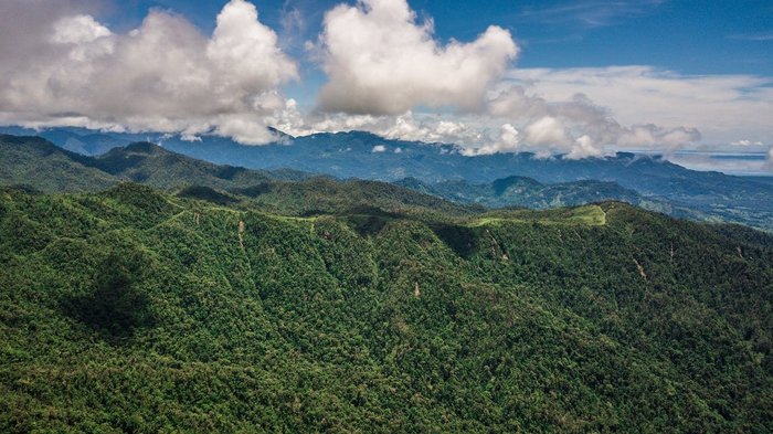 Dronenaufnahme vom Regenwald in Boquete in Panama