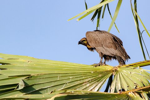 Ein Palmengeier sitzt auf einem Palmwedel