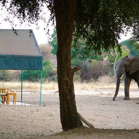 Elefant direkt am Tentedcamp