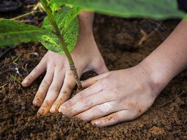 Nahaufnahme Hände die einen Baumsetzling pflanzen