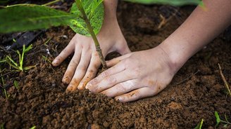 Nahaufnahme Hände die einen Baumsetzling pflanzen