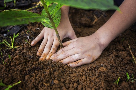 Costa Rica Individualreise: Nahaufnahme Hände die einen Baumsetzling pflanzt