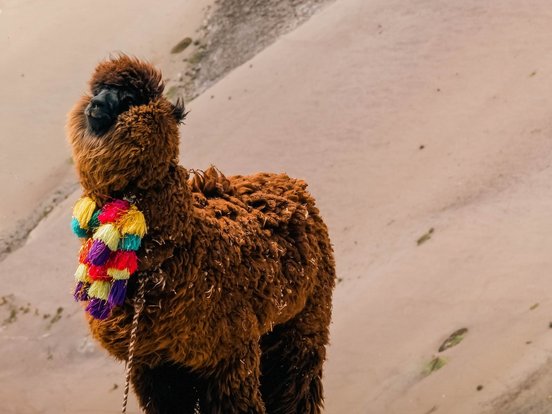 Lama angeleit mit bunten Stoff-Bollen um den Hals