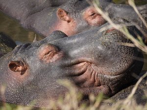 Kopf eines Hippos liegt auf dem Körper eines anderen Hippos