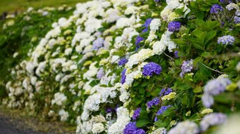 Blühende Hortensien am Wegesrand