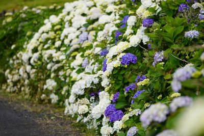 Blühende Hortensien am Wegesrand