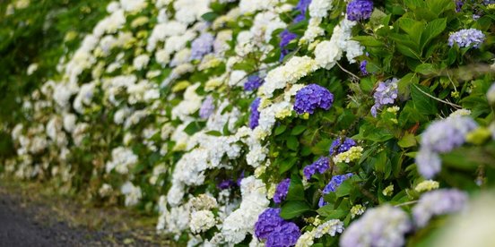 Azoren Blumen Hortensien Blühende Hortensien am Wegesrand