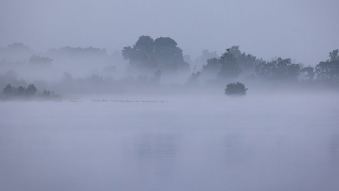 Nebel wabert über einen See in der Müritz