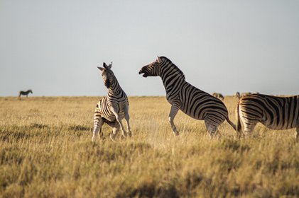 Zwei kämpfende Zebras in Namibia