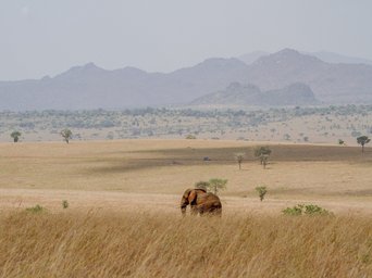 Ein Elefant läuft über eine weite Grasebene im Kidepo-Valley Nationalpark