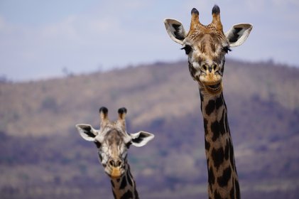 Zwei Giraffen schauen in die Kamera