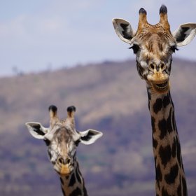 Zwei Giraffen schauen in die Kamera