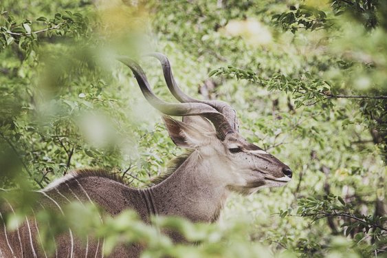 Männlicher Kudu mit großem Geweih in einem Busch in Botswana