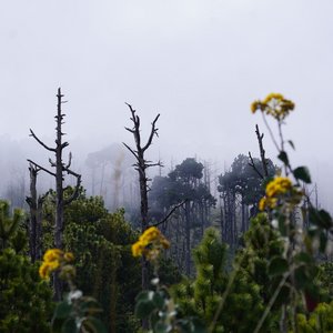 Mystische Stimmung an einem Wald am Vulkan Acatenango