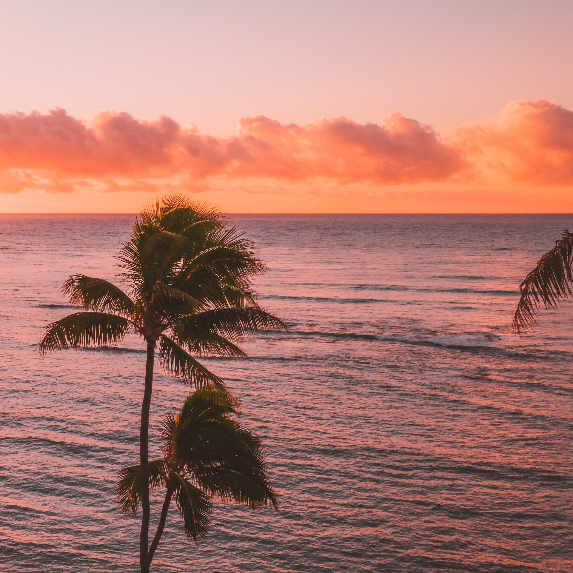 Palme am Meer bei Sonnenuntergang