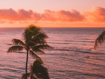 Palme am Meer bei Sonnenuntergang