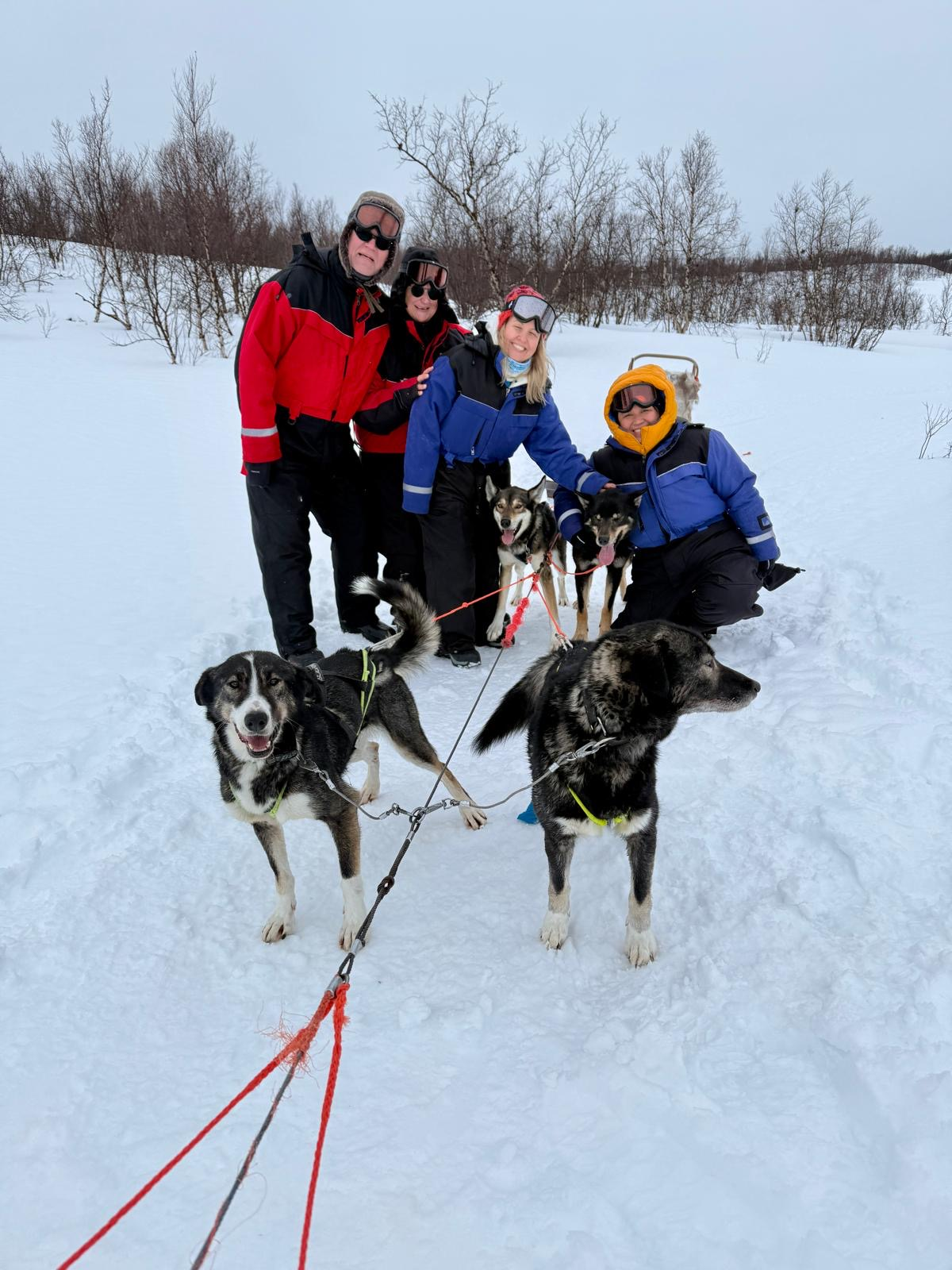 Hundeschlittenfahrt in Lappland